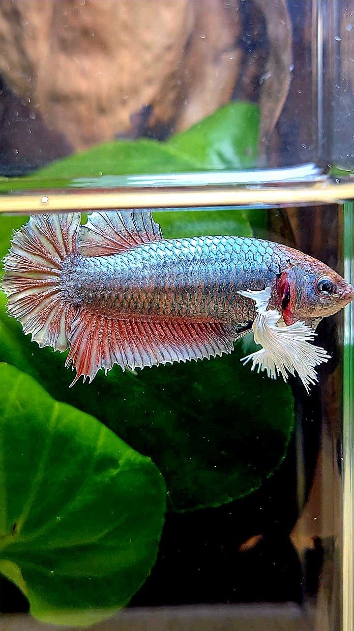 XL FEMALE PLAKAT DUMBO EAR COPPER RED BETTA FISH