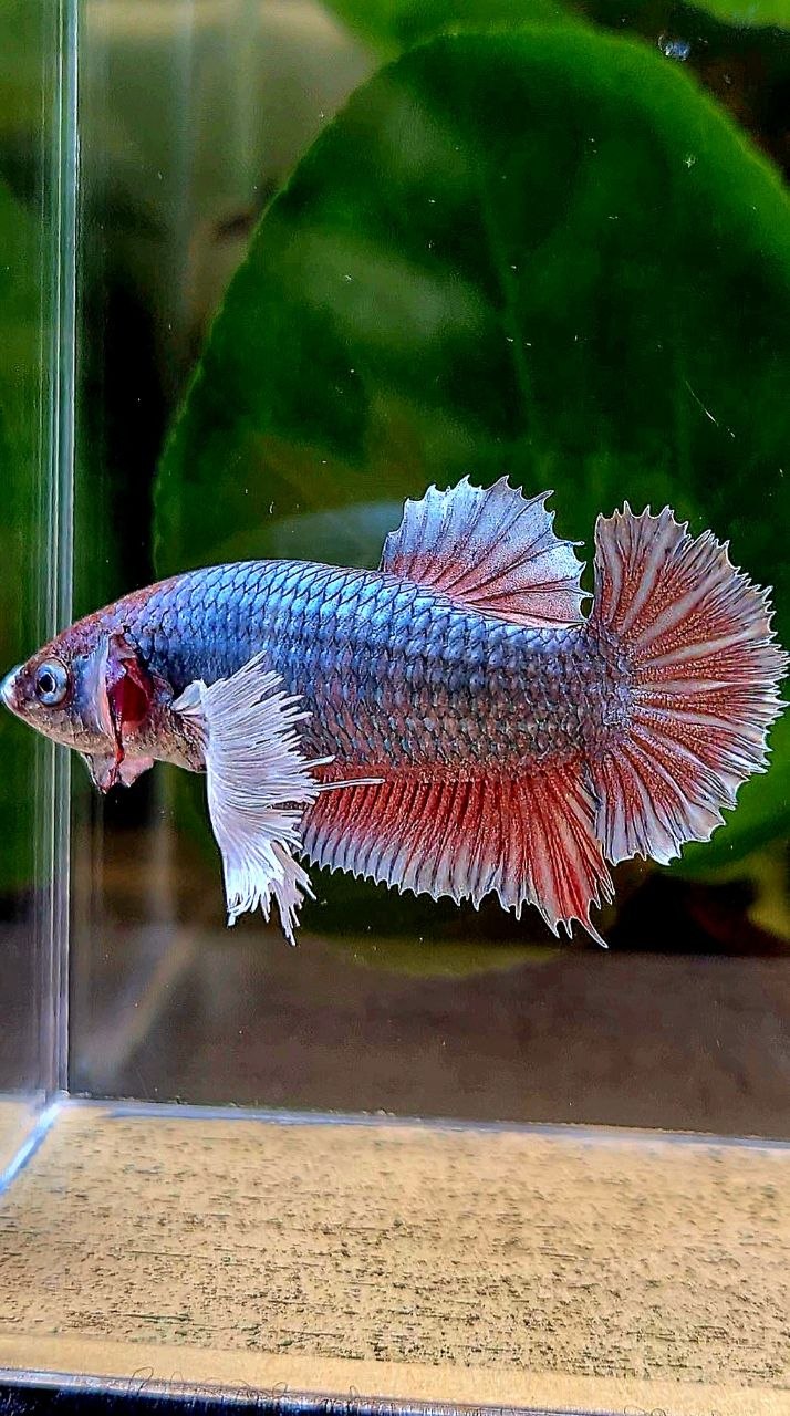 XL FEMALE PLAKAT DUMBO EAR COPPER RED BETTA FISH