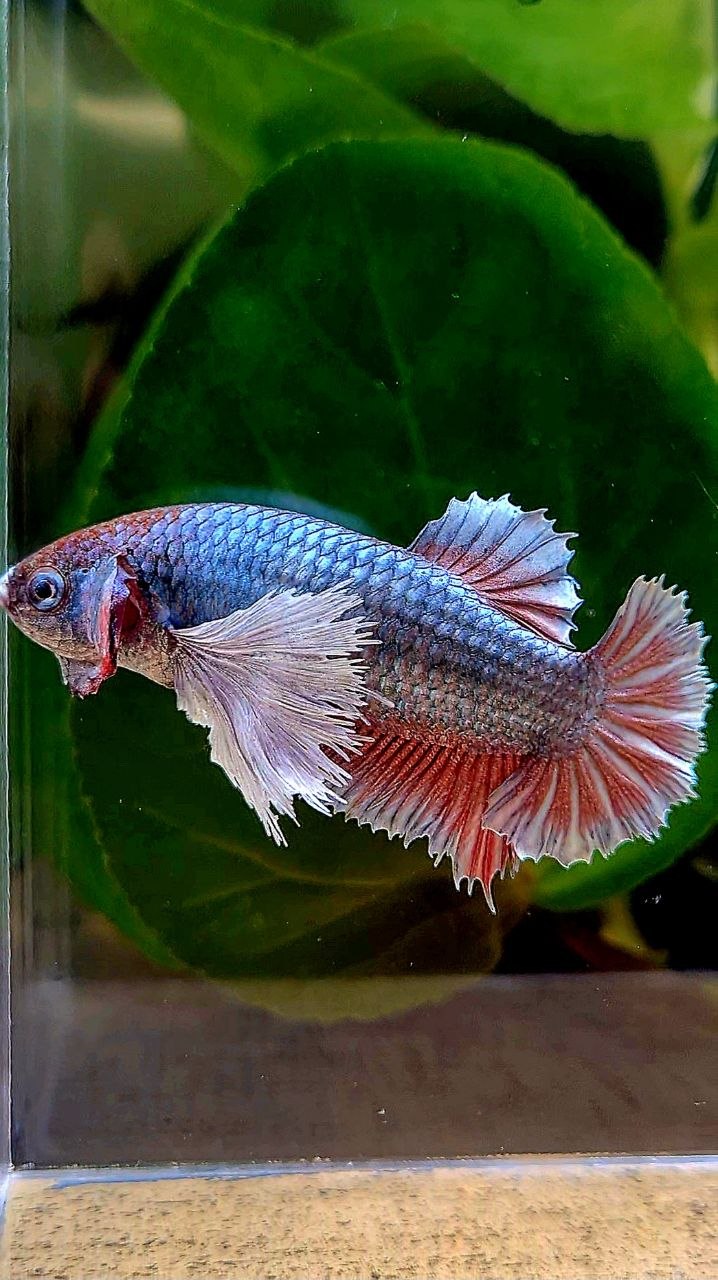 XL FEMALE PLAKAT DUMBO EAR COPPER RED BETTA FISH