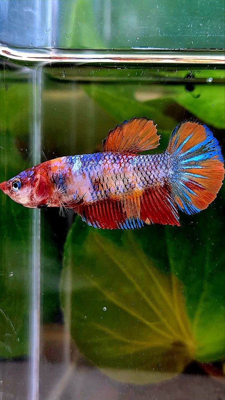 FEMALE PLAKAT KOI MULTICOLOR BETTA FISH