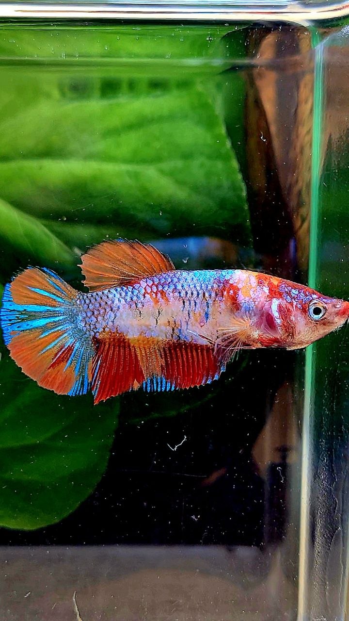 FEMALE PLAKAT KOI MULTICOLOR BETTA FISH