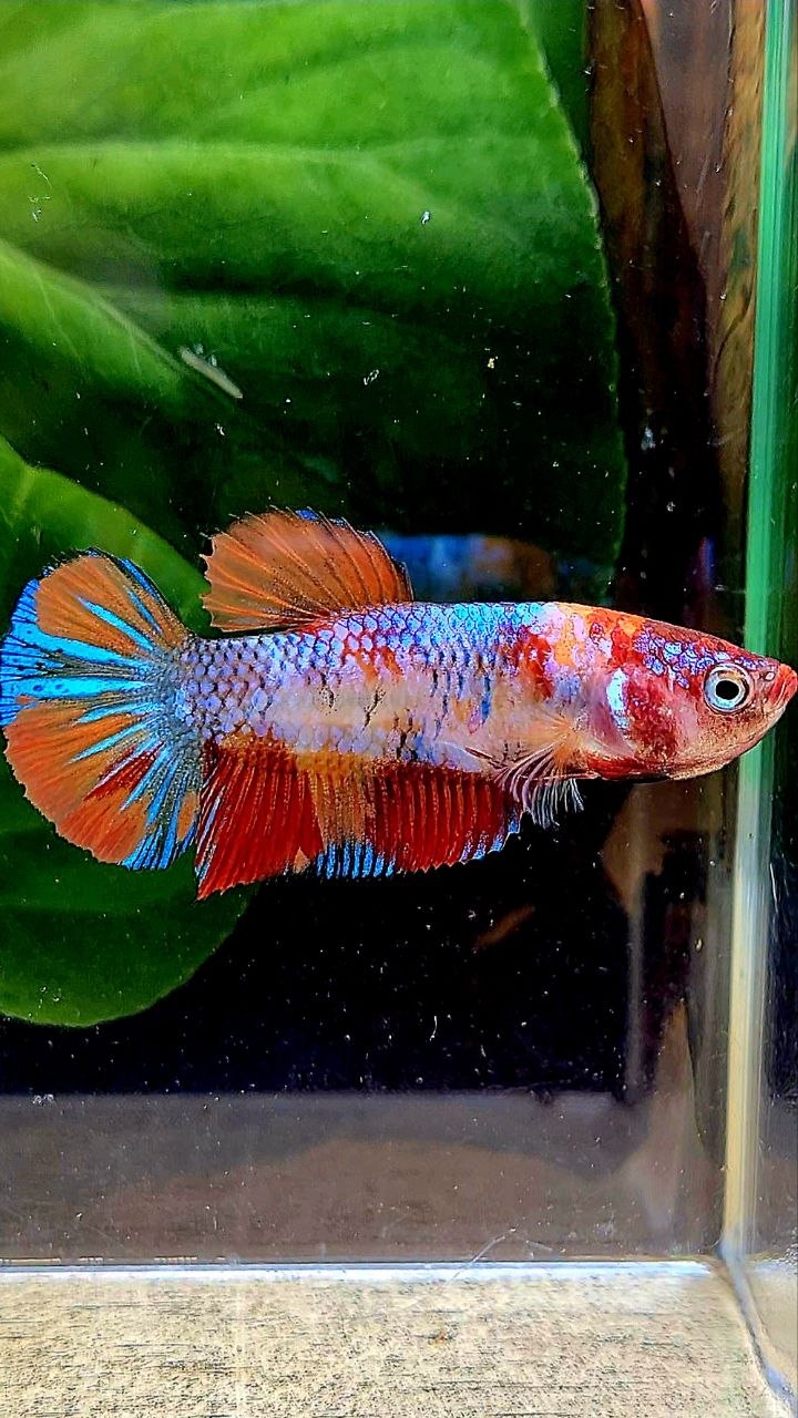FEMALE PLAKAT KOI MULTICOLOR BETTA FISH