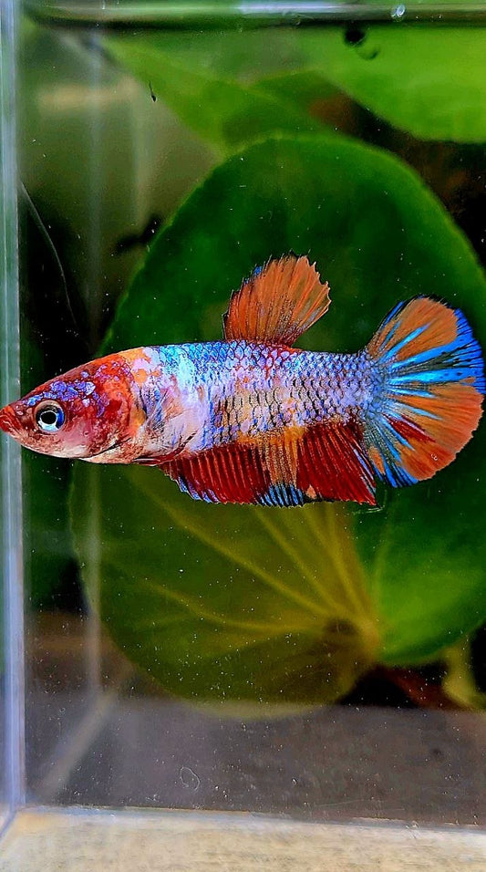 FEMALE PLAKAT KOI MULTICOLOR BETTA FISH