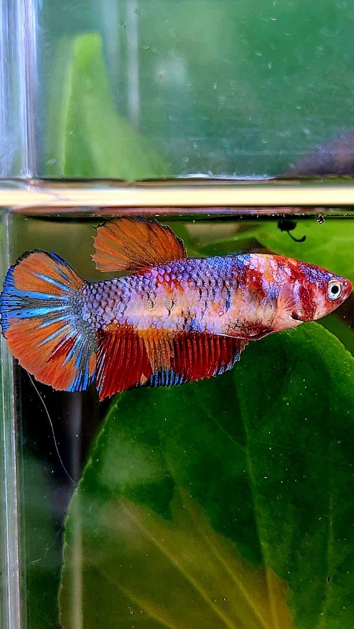 FEMALE PLAKAT KOI MULTICOLOR BETTA FISH
