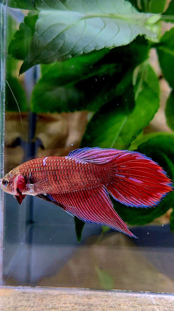 XL FEMALE VEILTAIL RED PURPLE GALAXY INUYASHA BETTA FISH