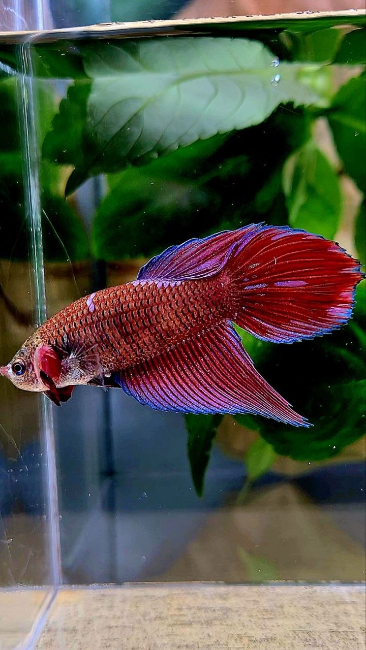 XL FEMALE VEILTAIL RED PURPLE GALAXY INUYASHA BETTA FISH