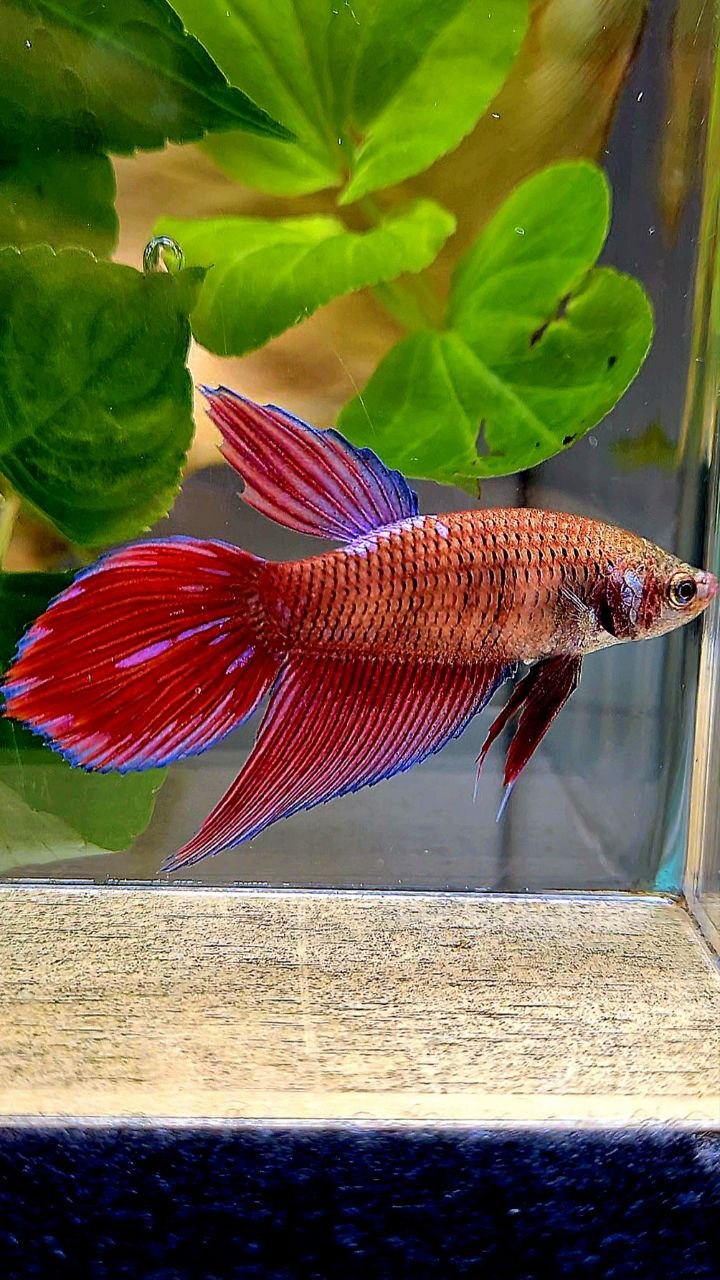 XL FEMALE VEILTAIL RED PURPLE GALAXY INUYASHA BETTA FISH