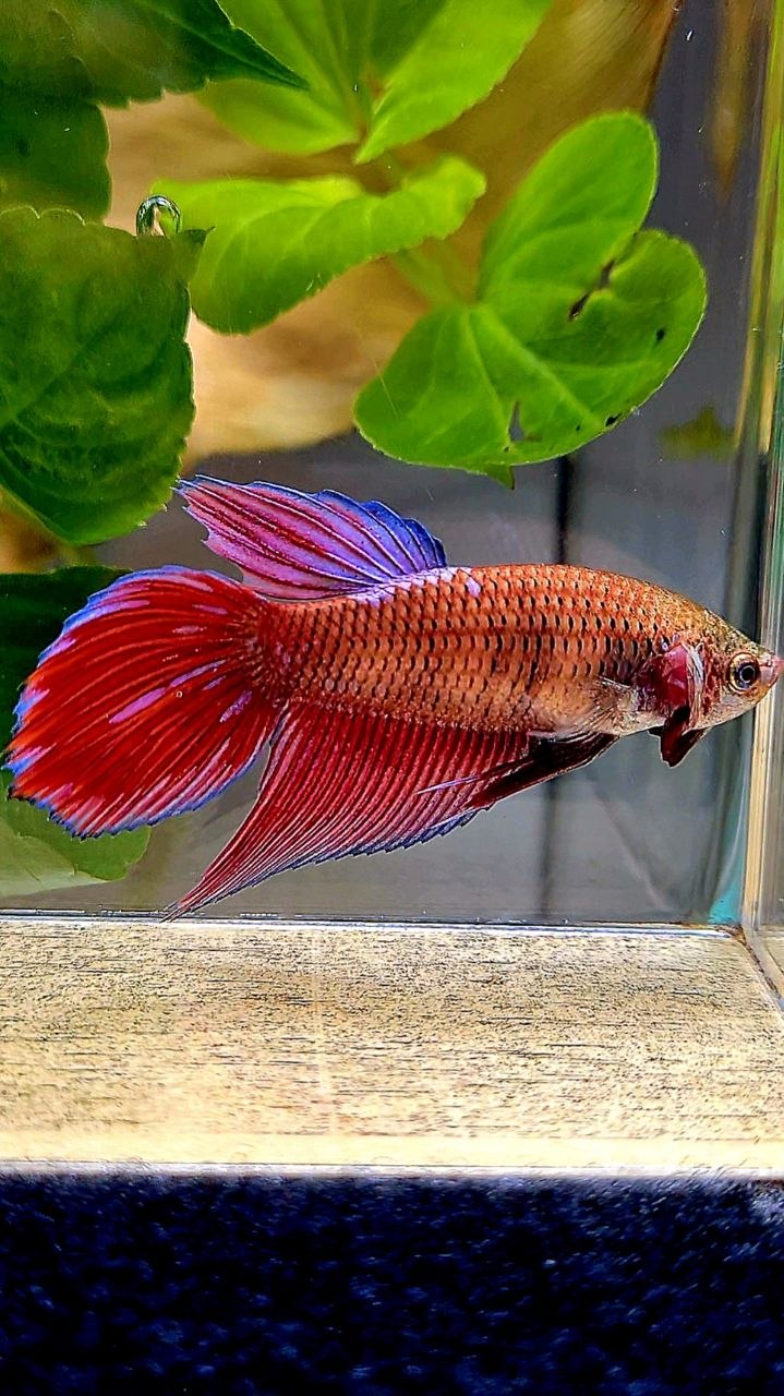 XL FEMALE VEILTAIL RED PURPLE GALAXY INUYASHA BETTA FISH