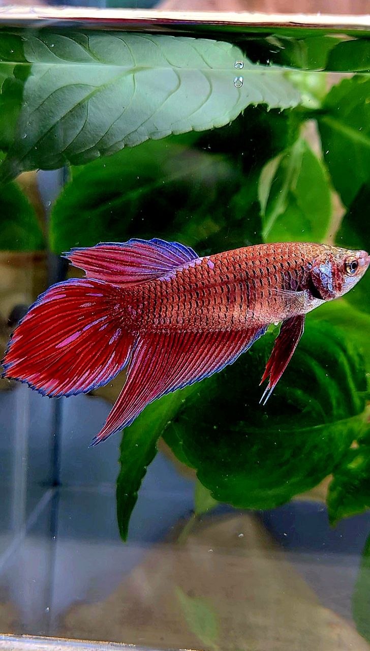 XL FEMALE VEILTAIL RED PURPLE GALAXY INUYASHA BETTA FISH