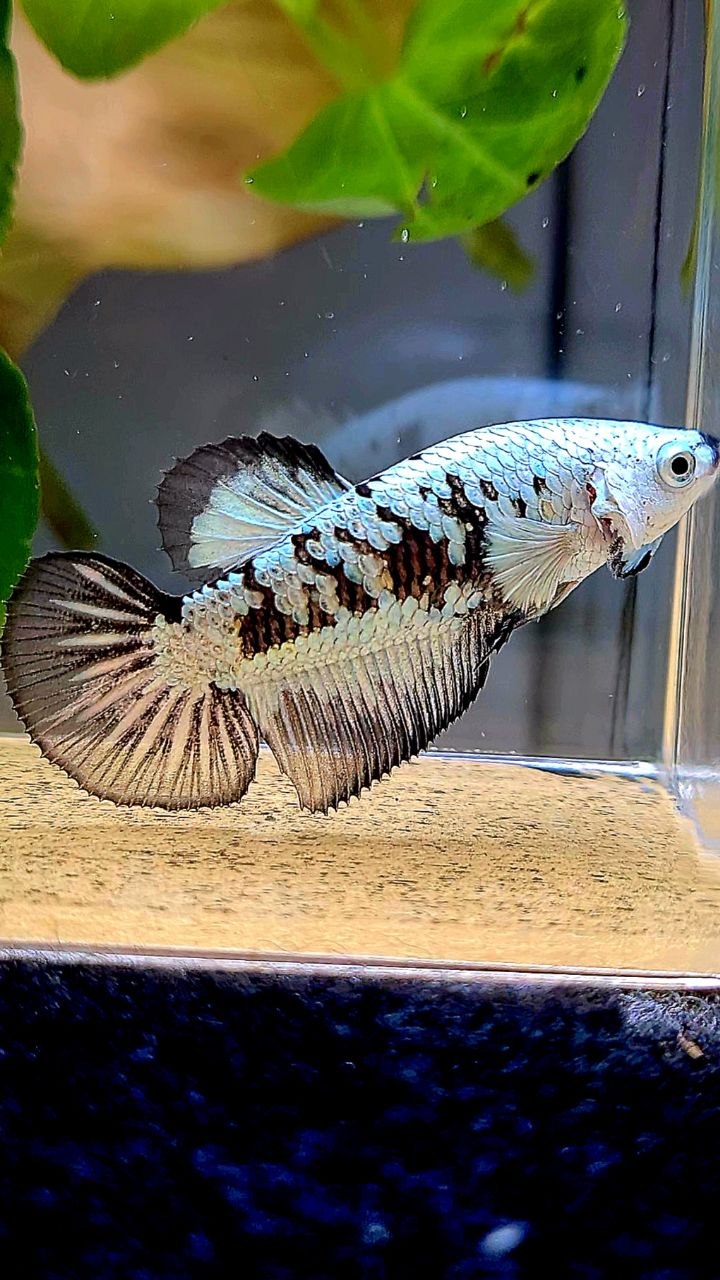 FEMALE HALFMOON BLACK MAMBA SAMURAI SNOW BETTA FISH