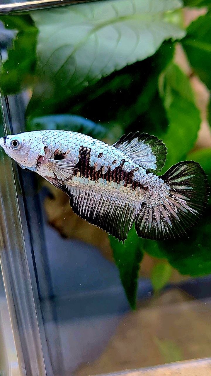 FEMALE HALFMOON BLACK MAMBA SAMURAI SNOW BETTA FISH