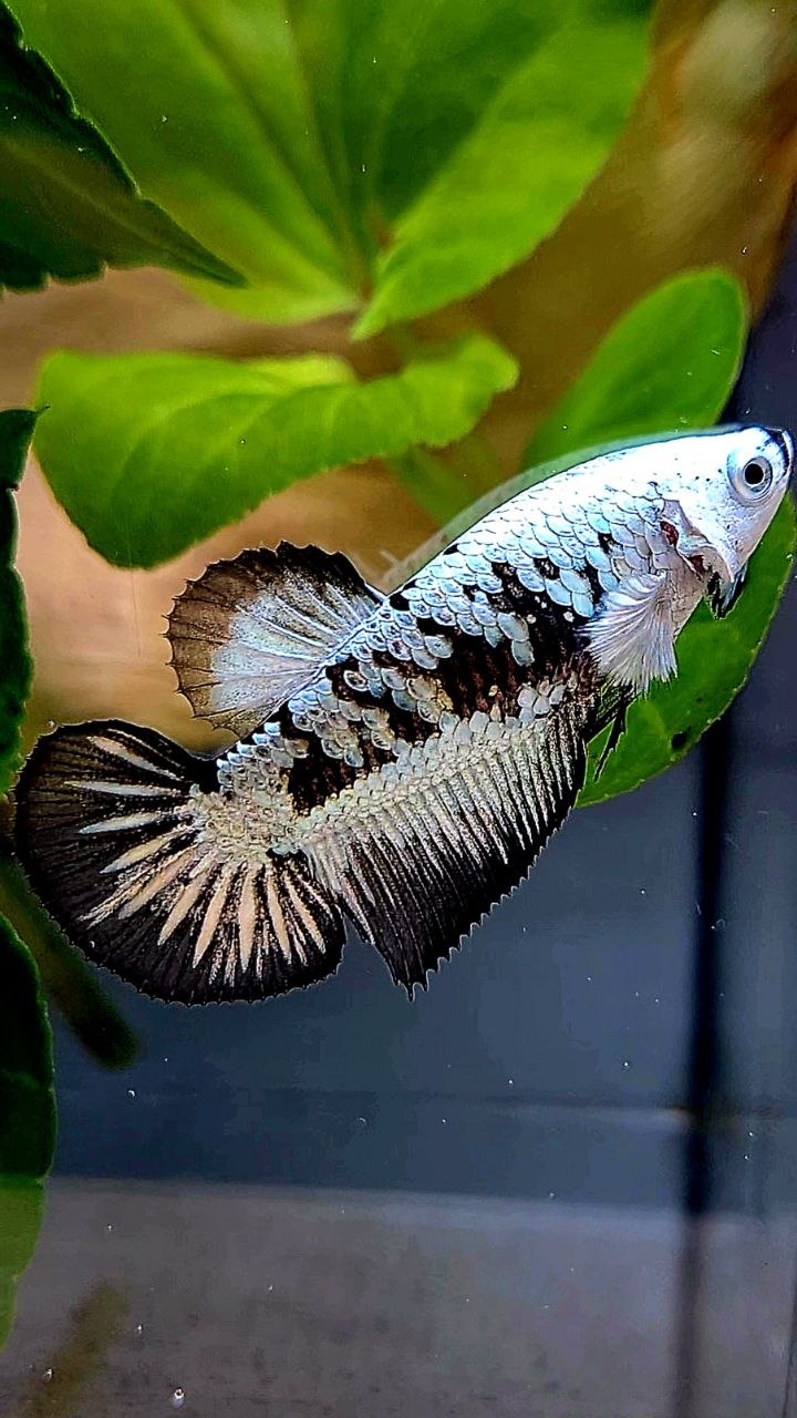 FEMALE HALFMOON BLACK MAMBA SAMURAI SNOW BETTA FISH