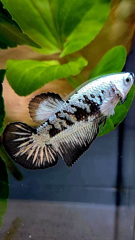 FEMALE HALFMOON BLACK MAMBA SAMURAI SNOW BETTA FISH