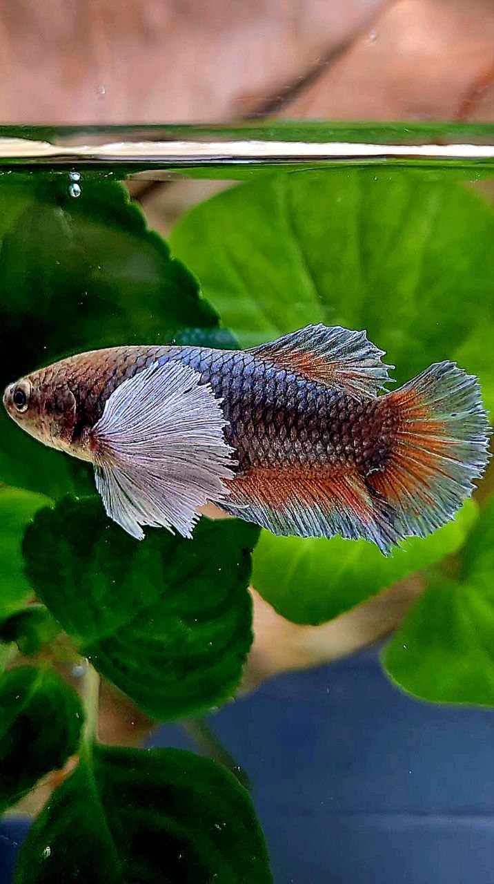 XL FEMALE PLAKAT SUPER DUMBO EAR COPPER BETTA FISH