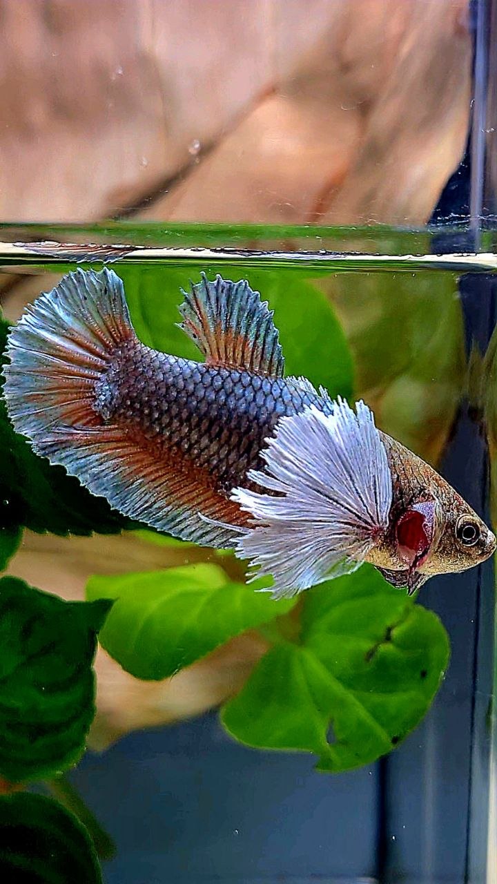 XL FEMALE PLAKAT SUPER DUMBO EAR COPPER BETTA FISH