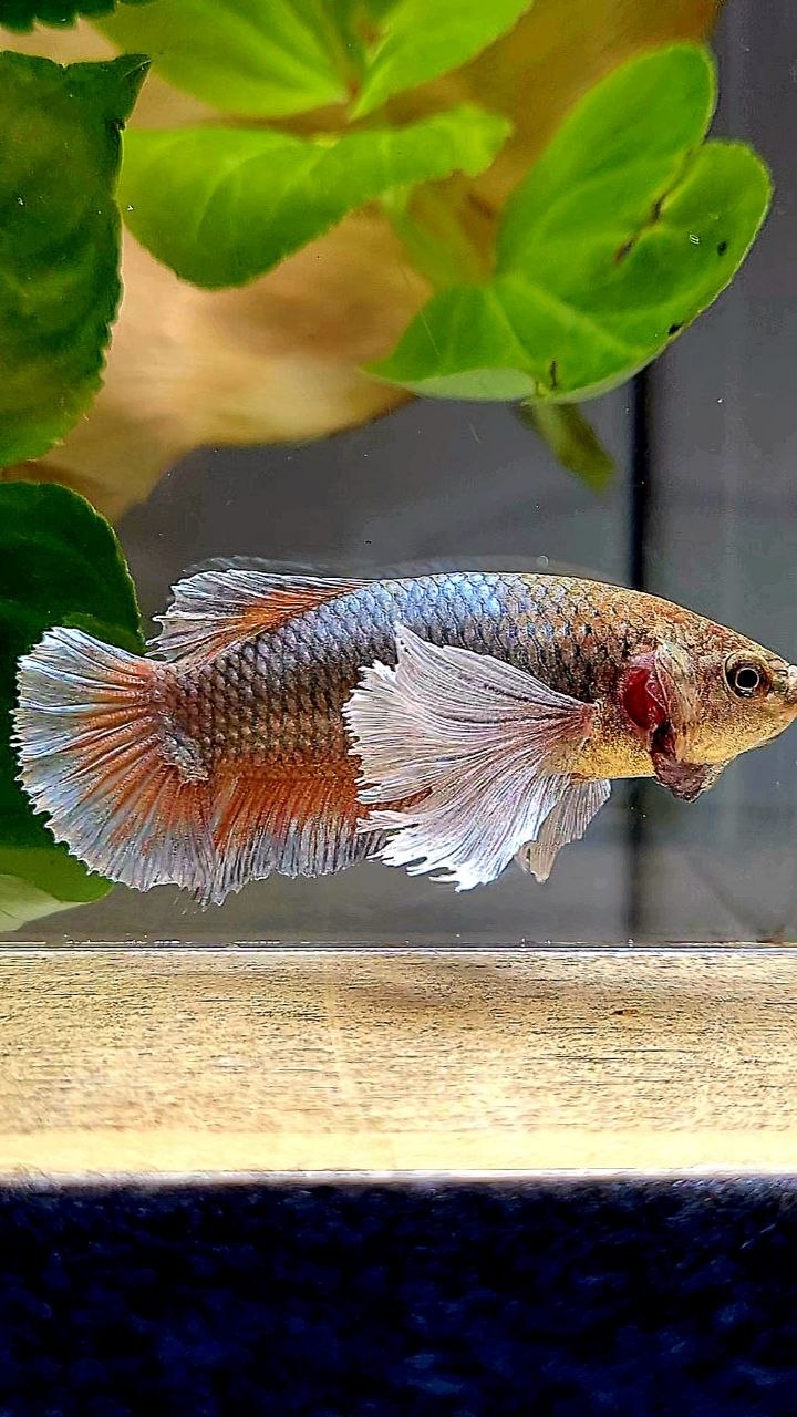 XL FEMALE PLAKAT SUPER DUMBO EAR COPPER BETTA FISH