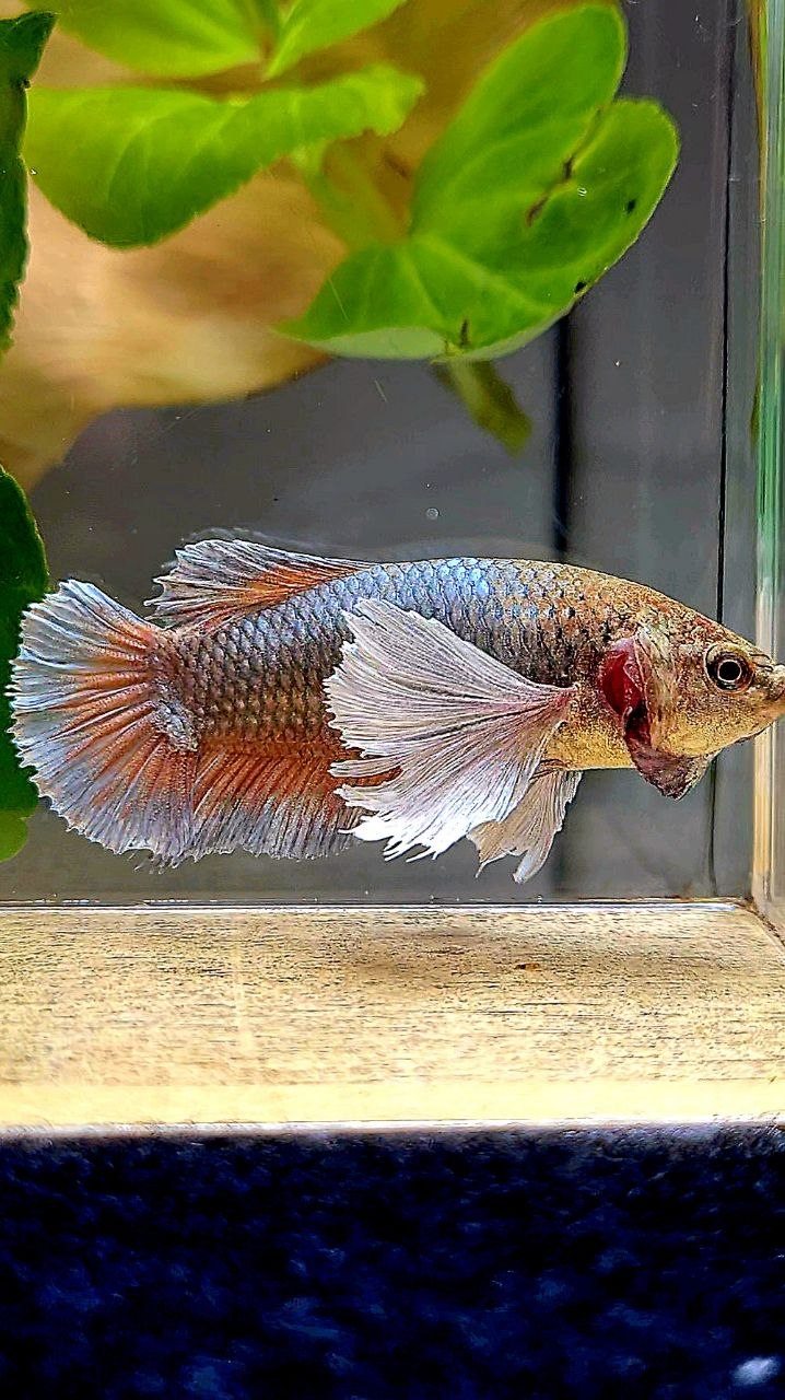 XL FEMALE PLAKAT SUPER DUMBO EAR COPPER BETTA FISH