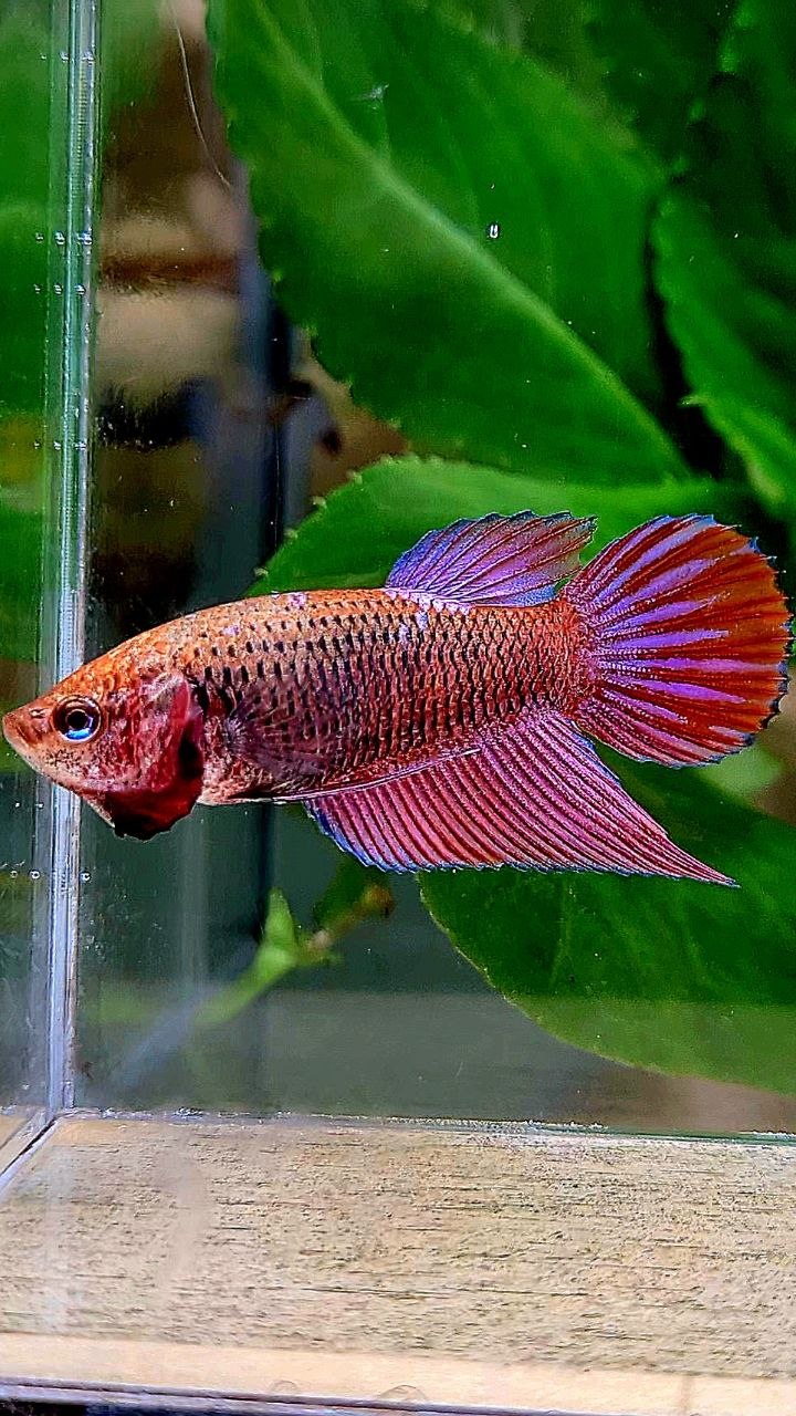 FEMALE VEILTAIL PURPLE GALAXY RPG INUYASHA BETTA FISH
