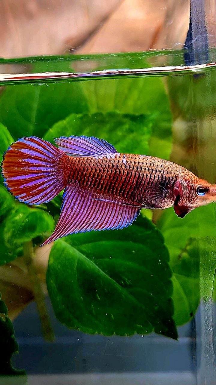 FEMALE VEILTAIL PURPLE GALAXY RPG INUYASHA BETTA FISH