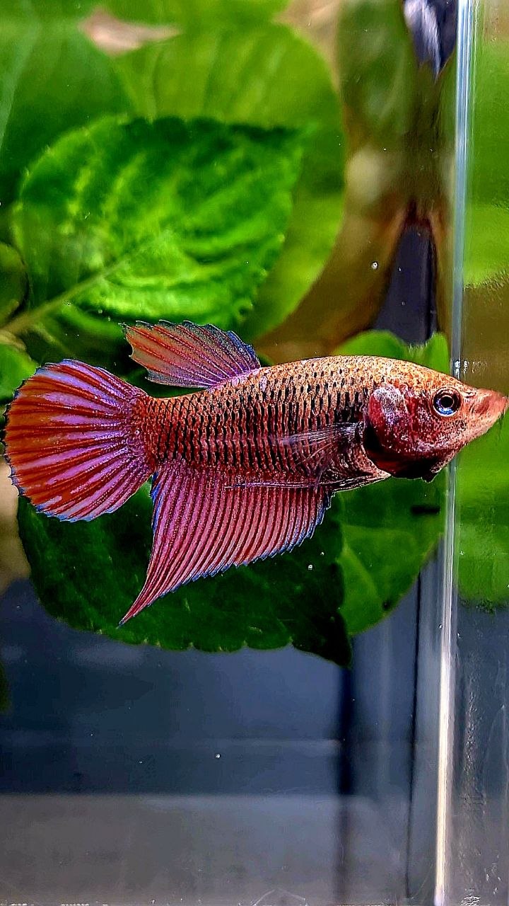 FEMALE VEILTAIL PURPLE GALAXY RPG INUYASHA BETTA FISH