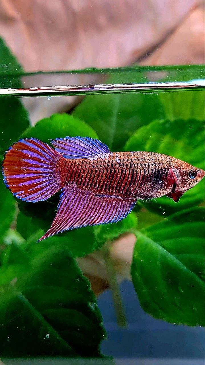 FEMALE VEILTAIL PURPLE GALAXY RPG INUYASHA BETTA FISH