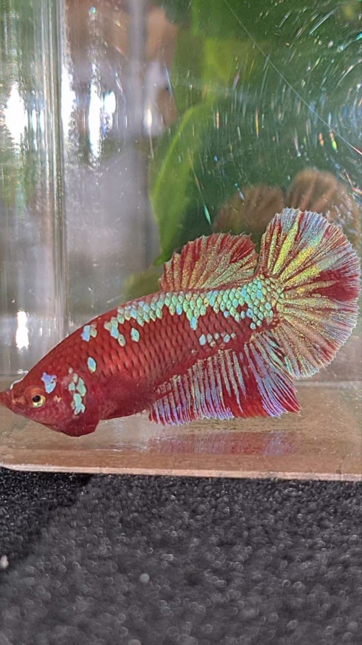 FEMALE HALFMOON RED PURPLE GALAXY RPG BETTA FISH