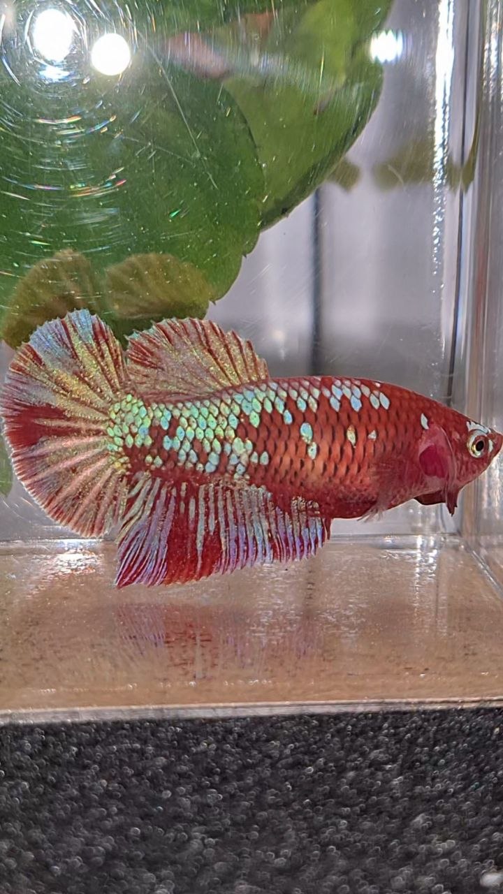 FEMALE HALFMOON RED PURPLE GALAXY RPG BETTA FISH