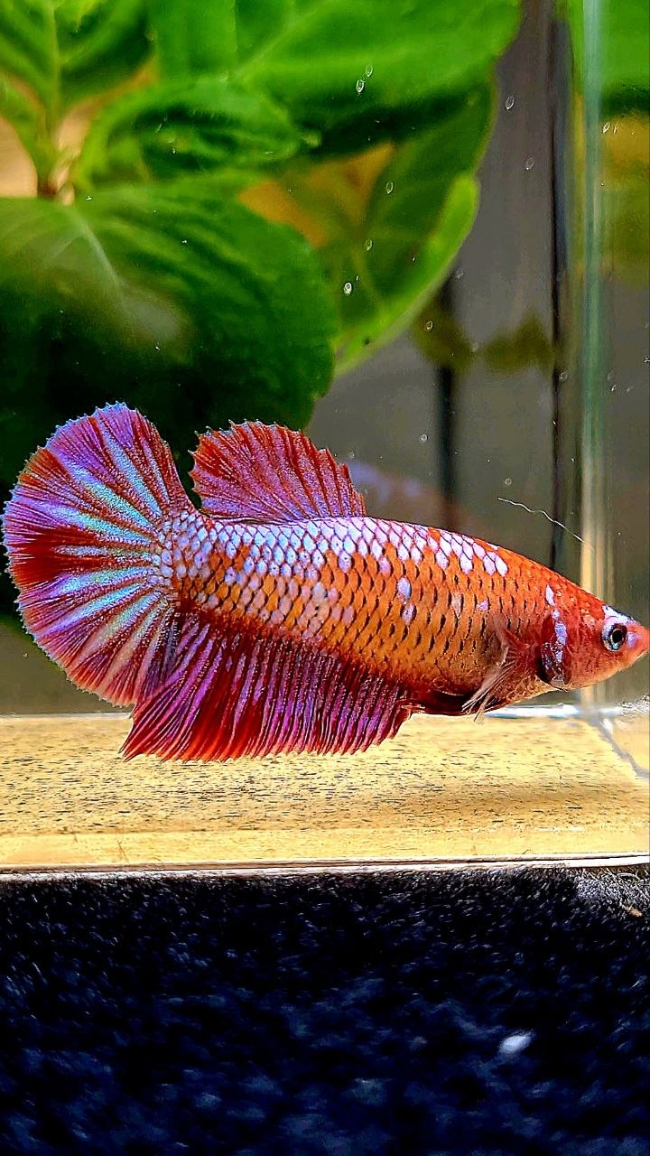 FEMALE HALFMOON RED PURPLE GALAXY RPG BETTA FISH