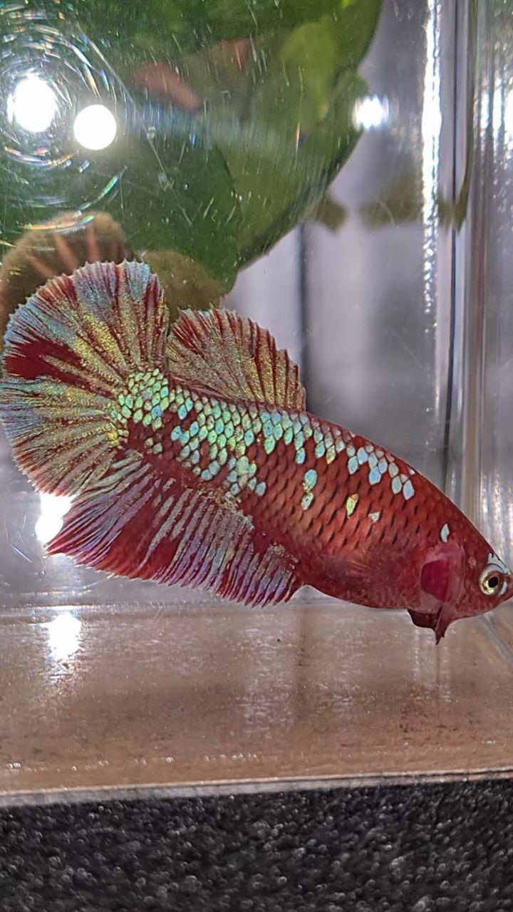 FEMALE HALFMOON RED PURPLE GALAXY RPG BETTA FISH