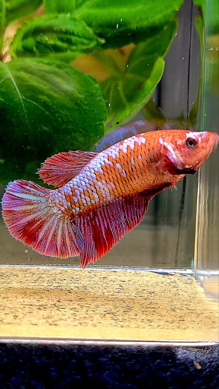 FEMALE HALFMOON RED PURPLE GALAXY RPG BETTA FISH