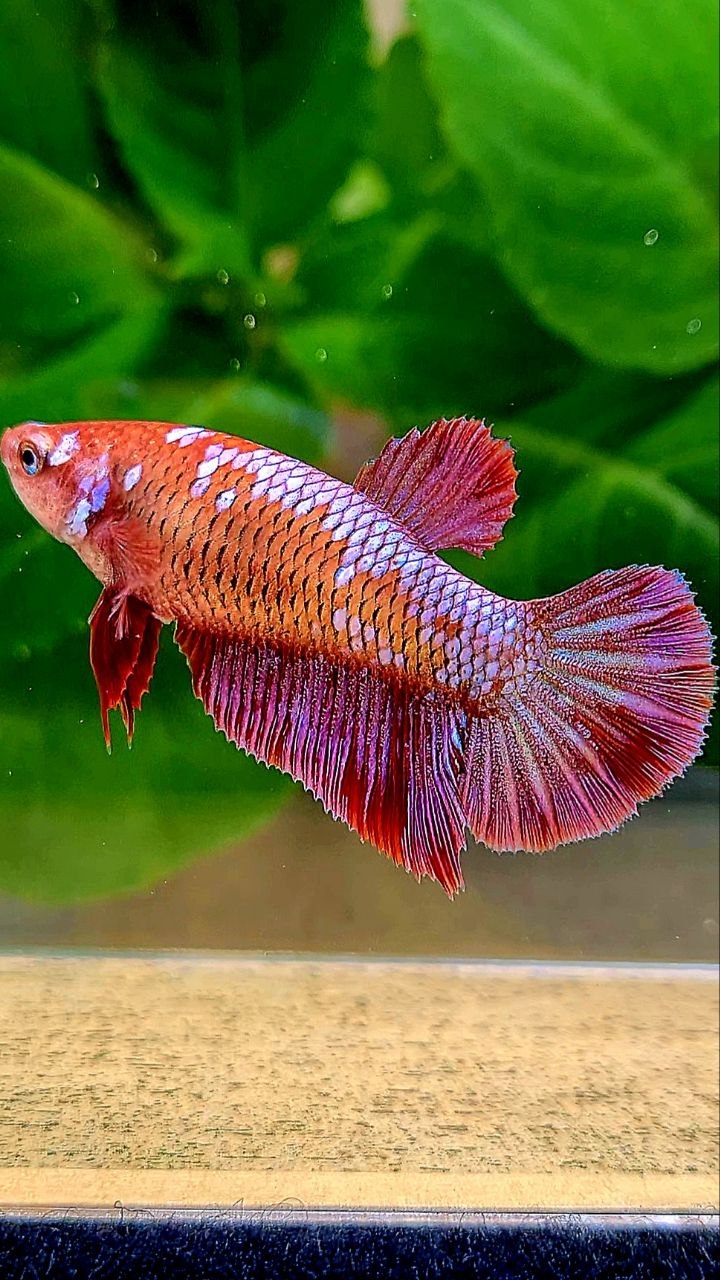 FEMALE HALFMOON RED PURPLE GALAXY RPG BETTA FISH