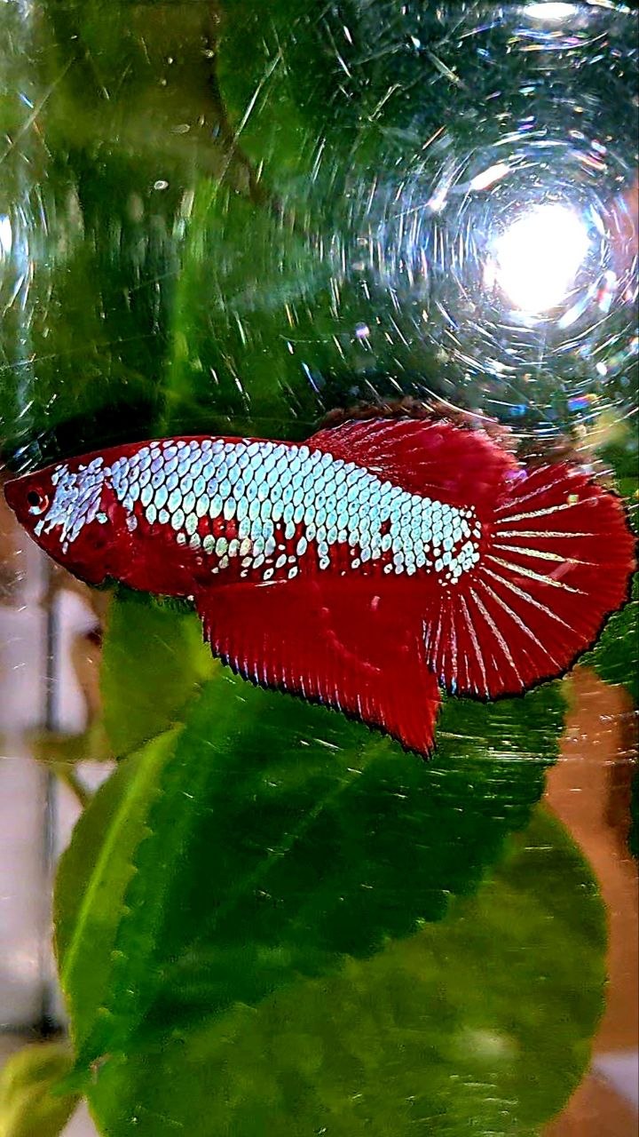 FEMALE HALFMOON RED PURPLE GALAXY FANCY BETTA FISH