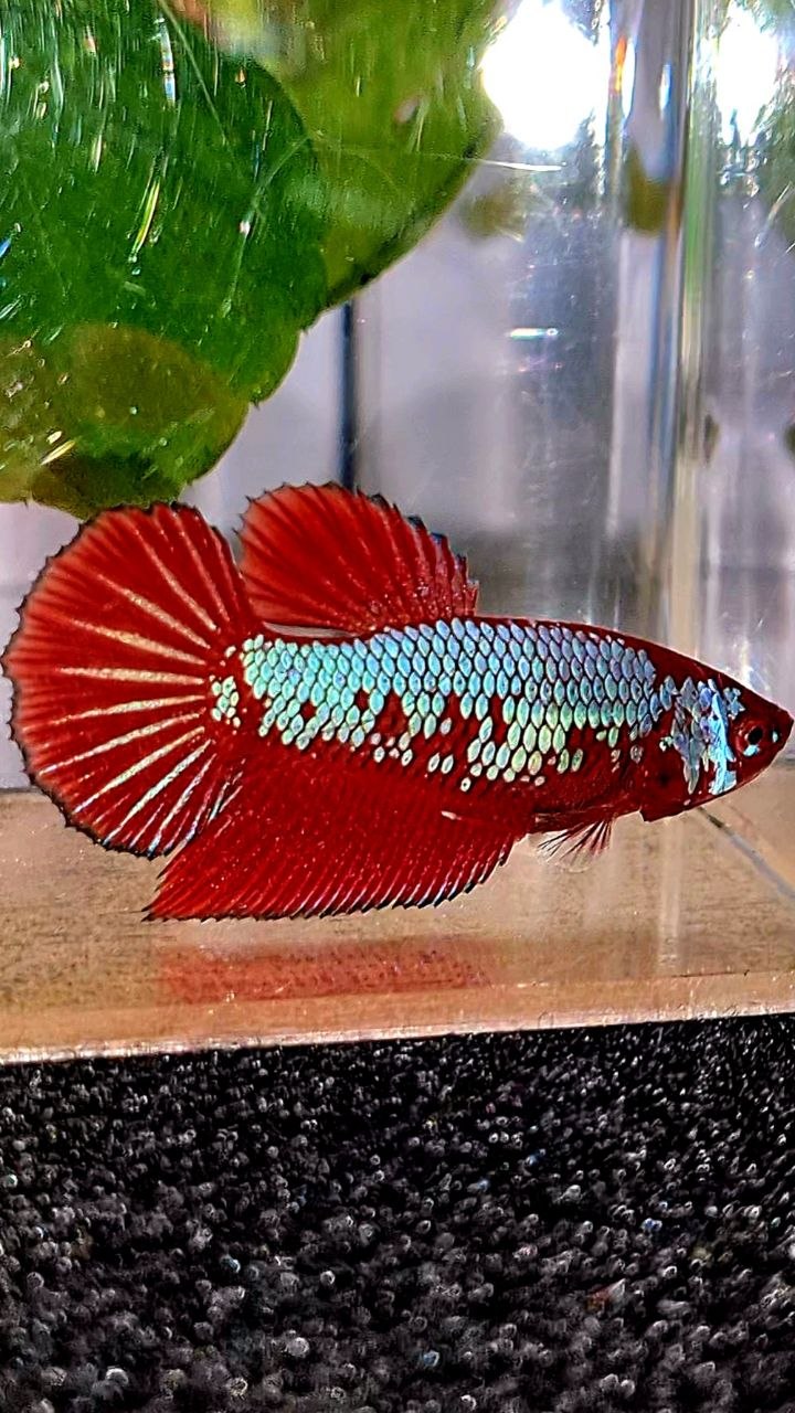 FEMALE HALFMOON RED PURPLE GALAXY FANCY BETTA FISH