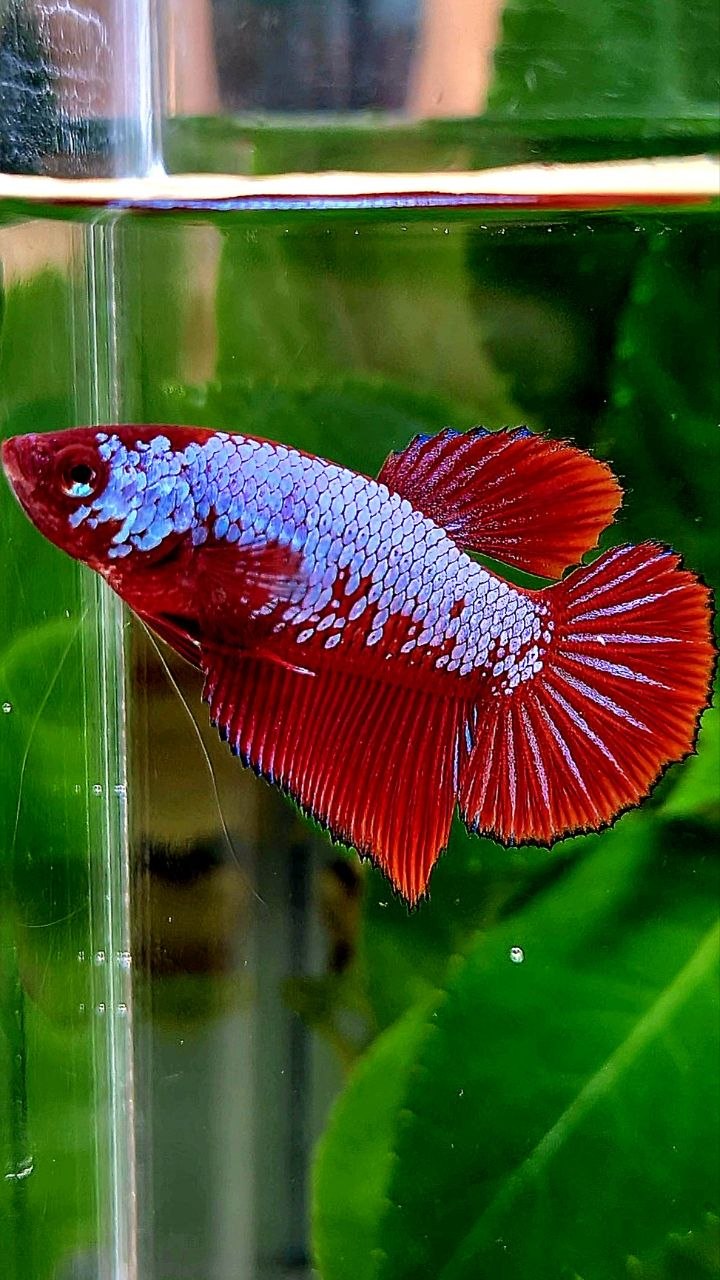 FEMALE HALFMOON RED PURPLE GALAXY FANCY BETTA FISH