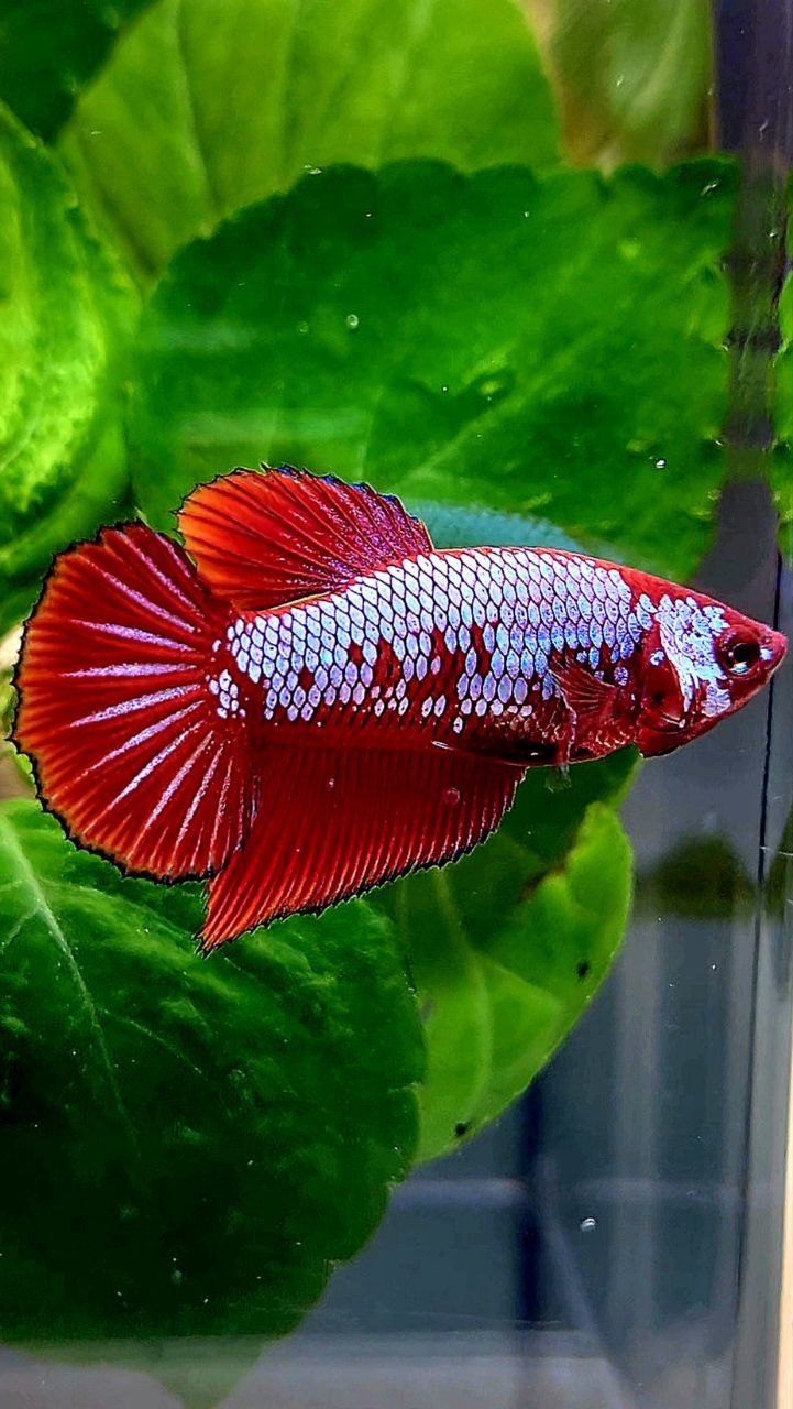 FEMALE HALFMOON RED PURPLE GALAXY FANCY BETTA FISH