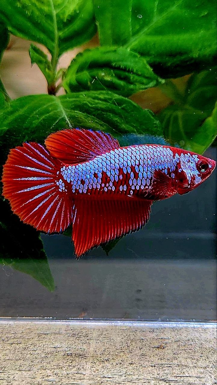 FEMALE HALFMOON RED PURPLE GALAXY FANCY BETTA FISH