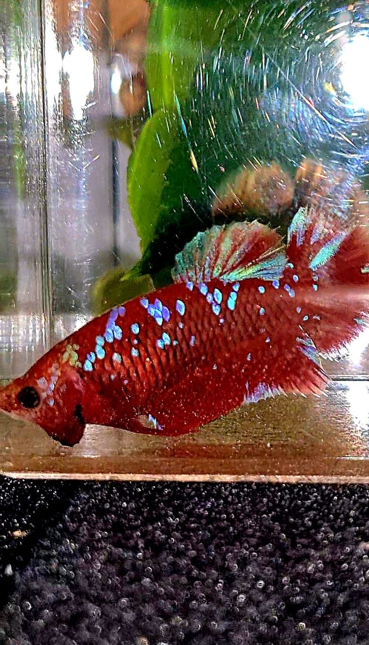 LUXURY FEMALE PLAKAT RED PURPLE GALAXY RPG BETTA FISH