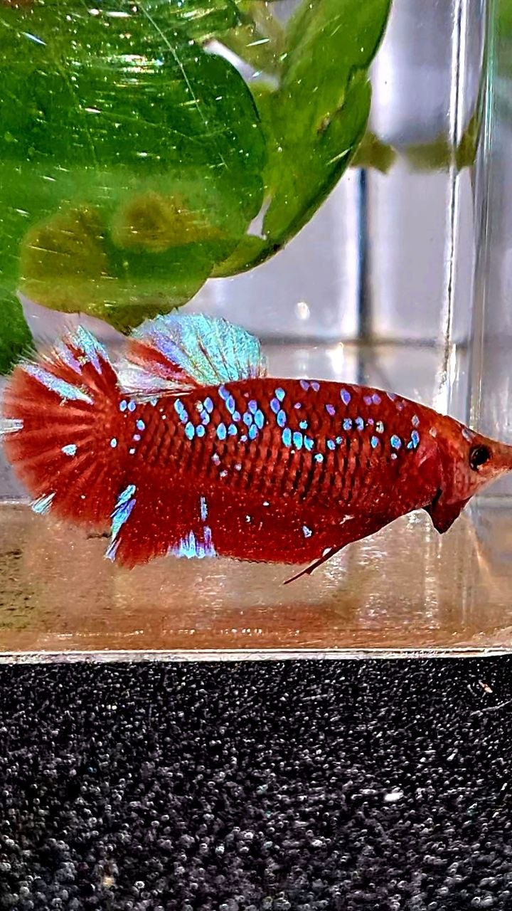 LUXURY FEMALE PLAKAT RED PURPLE GALAXY RPG BETTA FISH