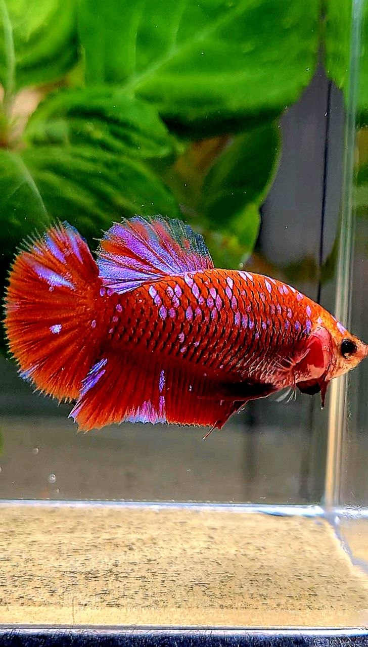 LUXURY FEMALE PLAKAT RED PURPLE GALAXY RPG BETTA FISH