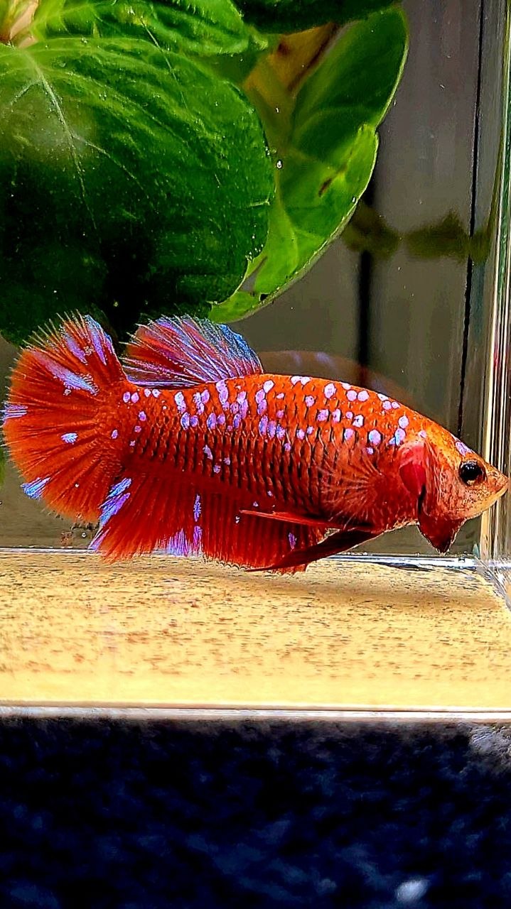 LUXURY FEMALE PLAKAT RED PURPLE GALAXY RPG BETTA FISH