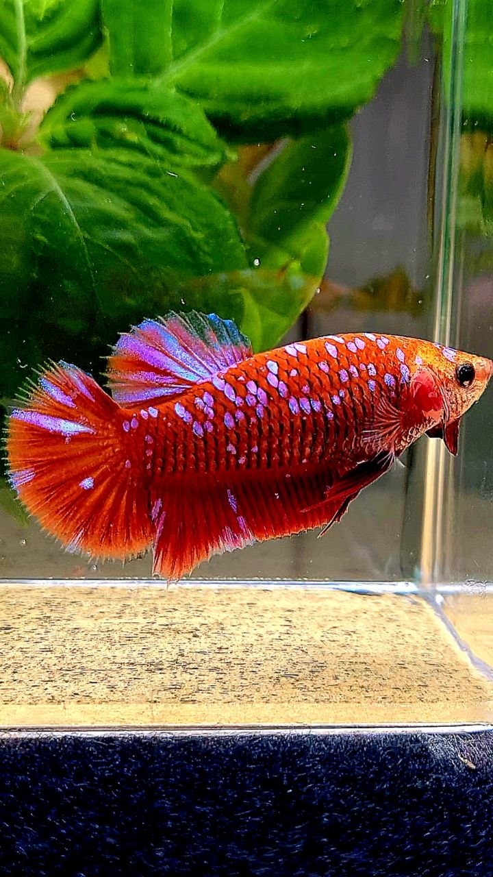 LUXURY FEMALE PLAKAT RED PURPLE GALAXY RPG BETTA FISH