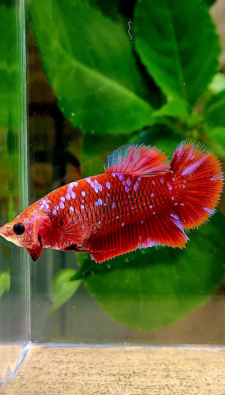 LUXURY FEMALE PLAKAT RED PURPLE GALAXY RPG BETTA FISH