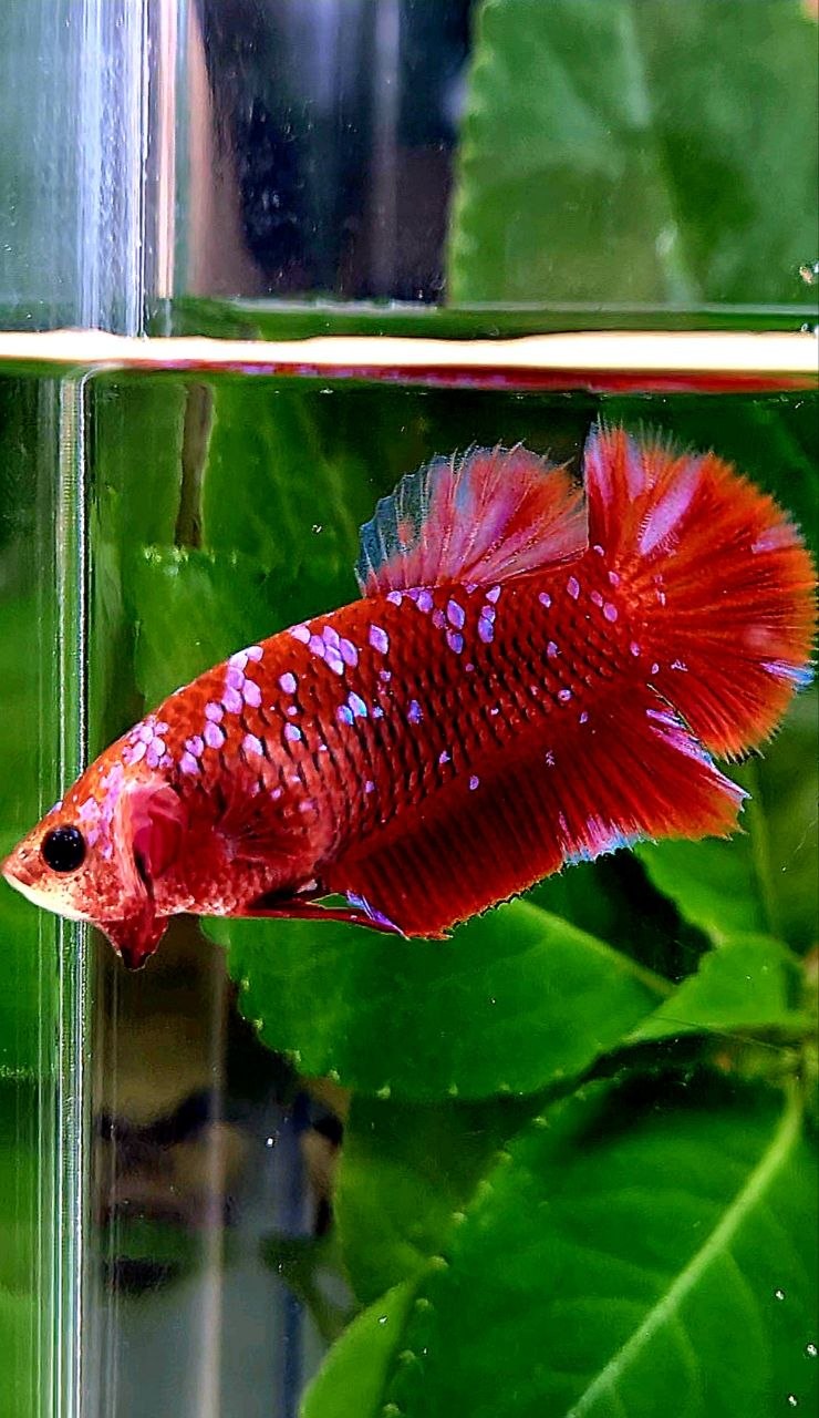 LUXURY FEMALE PLAKAT RED PURPLE GALAXY RPG BETTA FISH