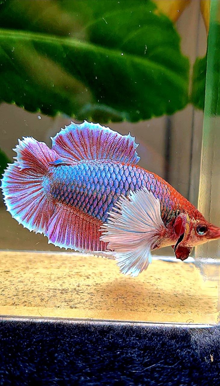 FEMALE PLAKAT DUMBO EAR DOUBLE TAIL PURPLE BETTA FISH