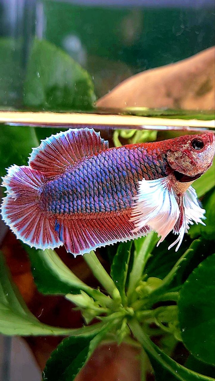 FEMALE PLAKAT DUMBO EAR DOUBLE TAIL PURPLE BETTA FISH