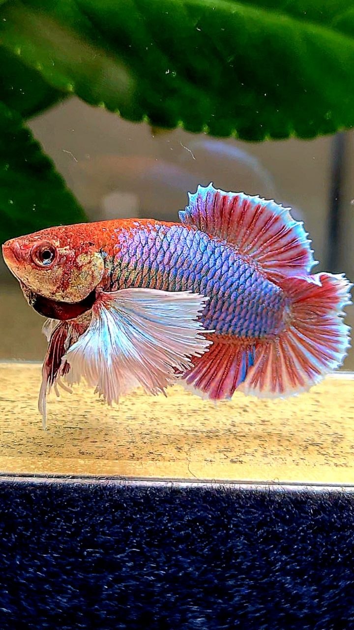 FEMALE PLAKAT DUMBO EAR DOUBLE TAIL PURPLE BETTA FISH