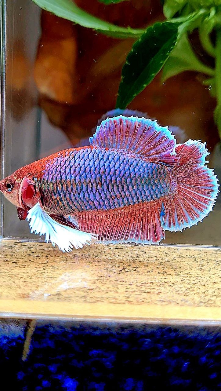 FEMALE PLAKAT DUMBO EAR DOUBLE TAIL PURPLE BETTA FISH