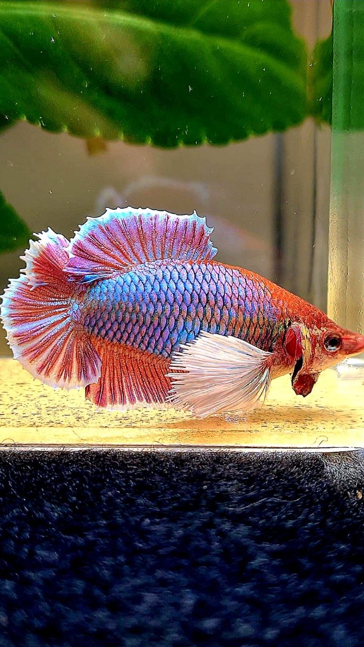 FEMALE PLAKAT DUMBO EAR DOUBLE TAIL PURPLE BETTA FISH