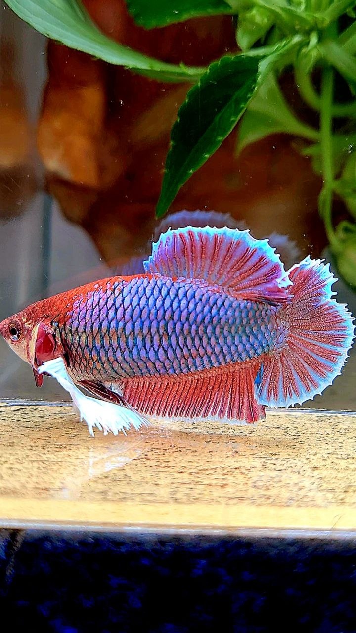 FEMALE PLAKAT DUMBO EAR DOUBLE TAIL PURPLE BETTA FISH