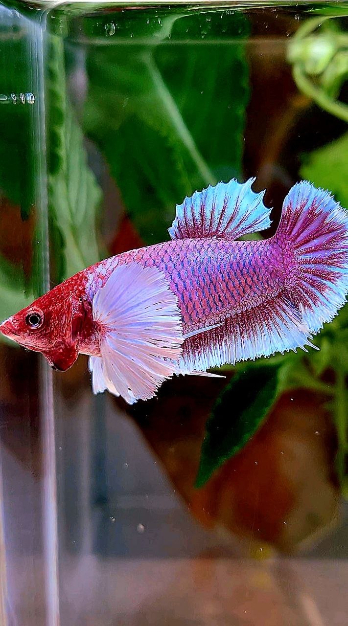 FEMALE PLAKAT DUMBO EAR PURPLE LAVENDER RED HEAD BETTA FISH